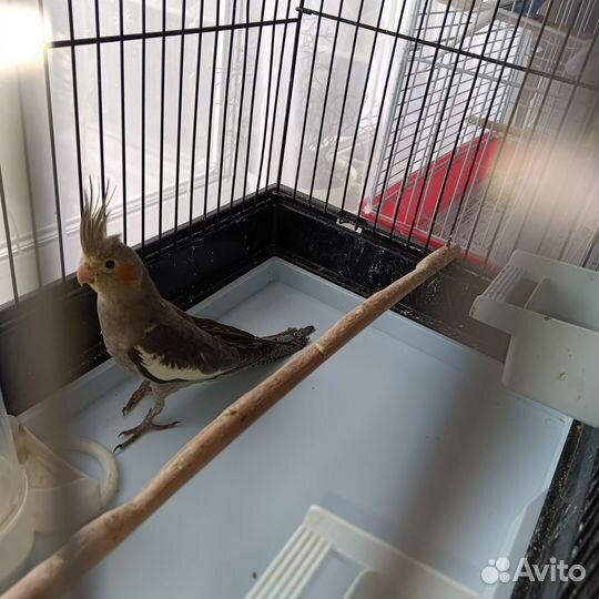 Попугай корелла птенец