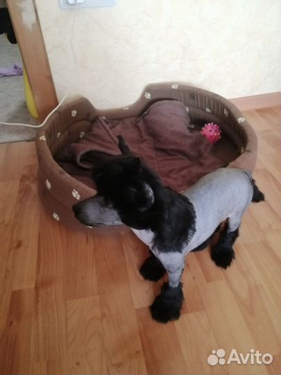 Китайская Хохлатая девочка
