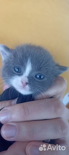 Котенок в дар