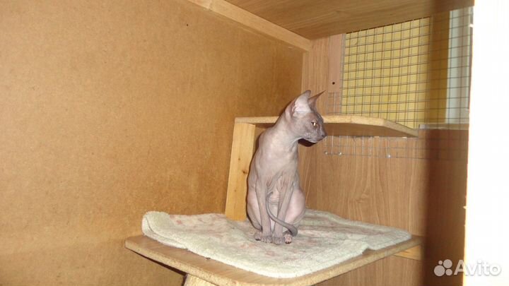 Домашняя передержка кошек и небольших собак