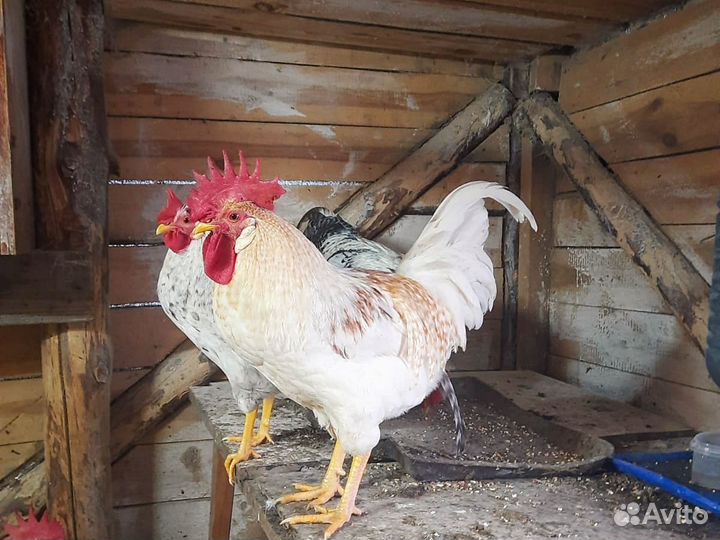 Молодые петухи