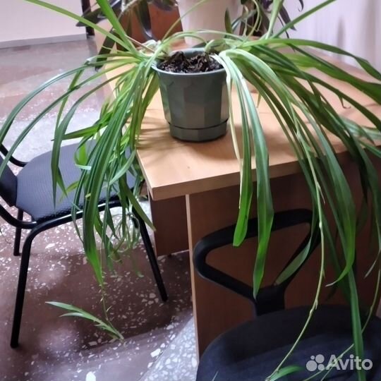 Хлорофитум