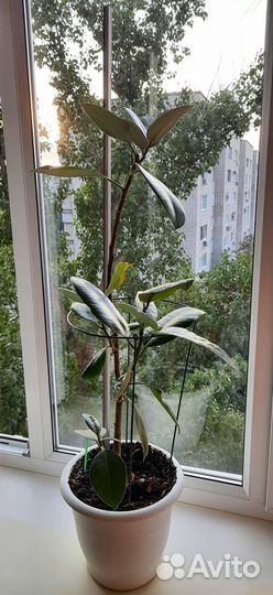 Фикус