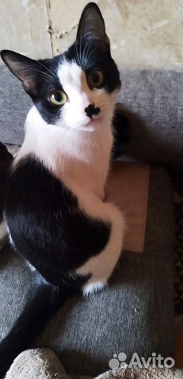 Котенок девочка в добрые руки от домашней кошки