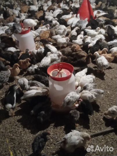 Цыплята несушки