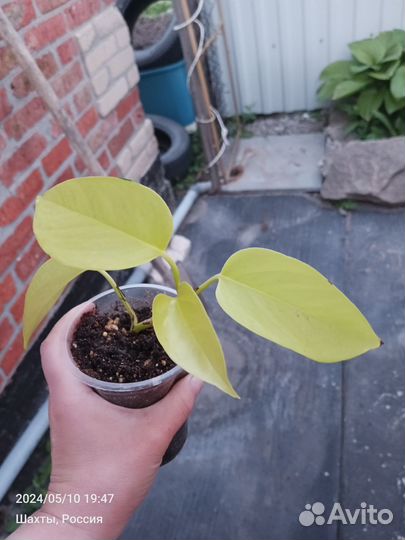 Комнатные растения