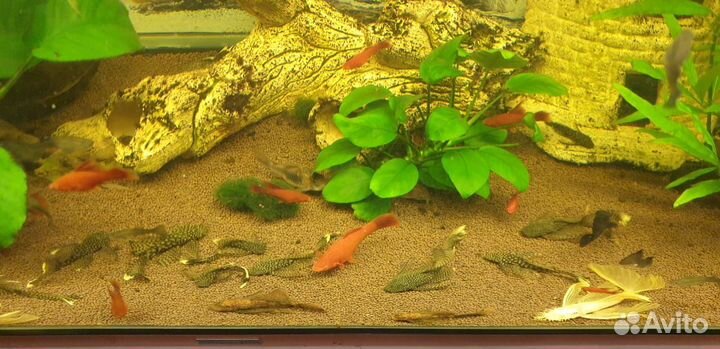 Сомики анцитрусы