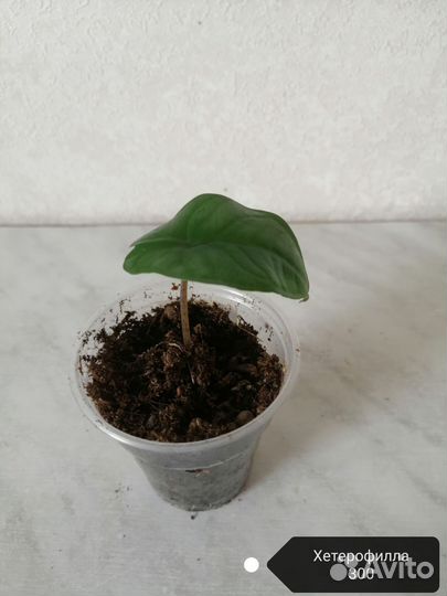 Алоказии разные