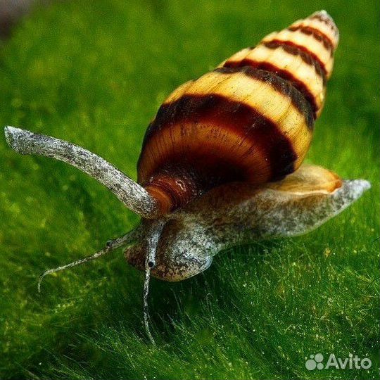 Улитка хелена