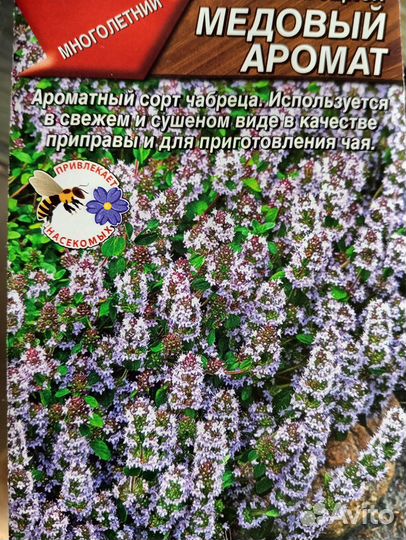 Чабрец рассада