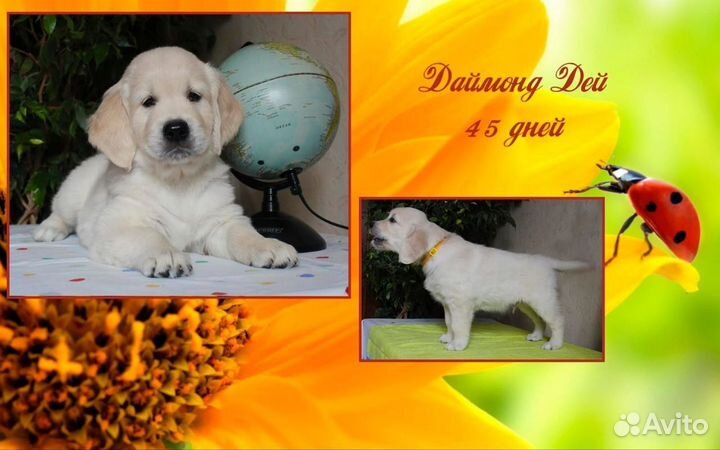 Золотистый ретривер вязка