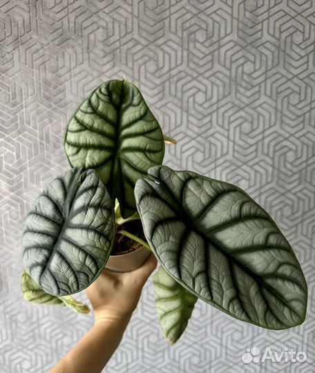 Алоказия Серебряная шкура дракона