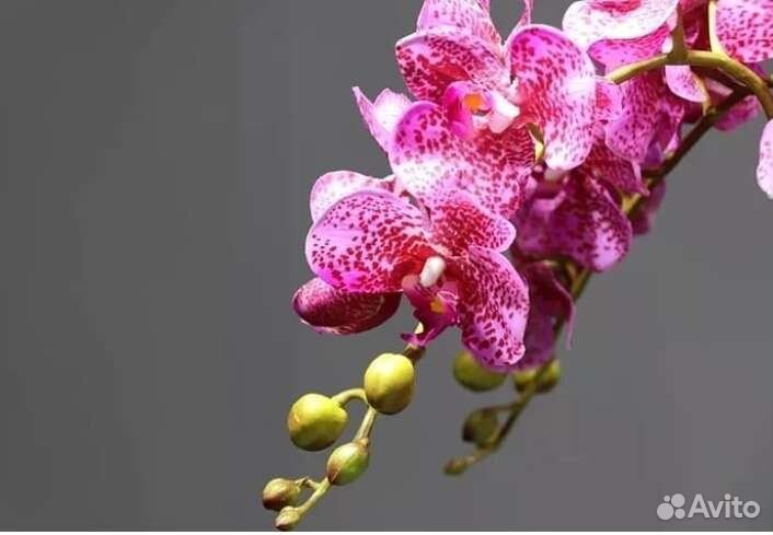 Орхидеи фаленопсис и цимбидиум