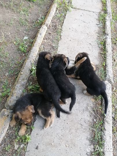 Собака в добрые руки отдам бесплатно