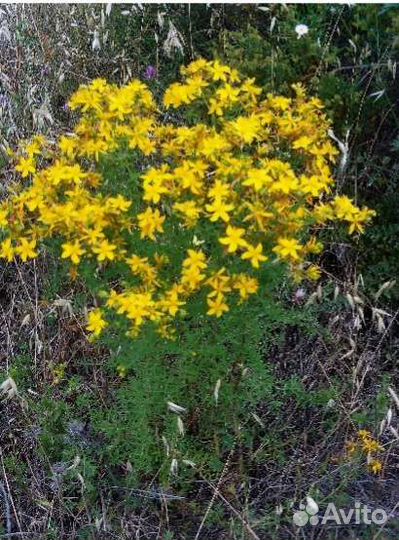 Зверобой продырявленный