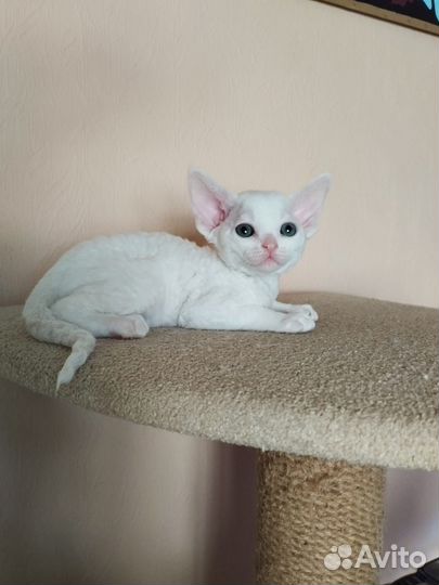 Котята девон-рекс