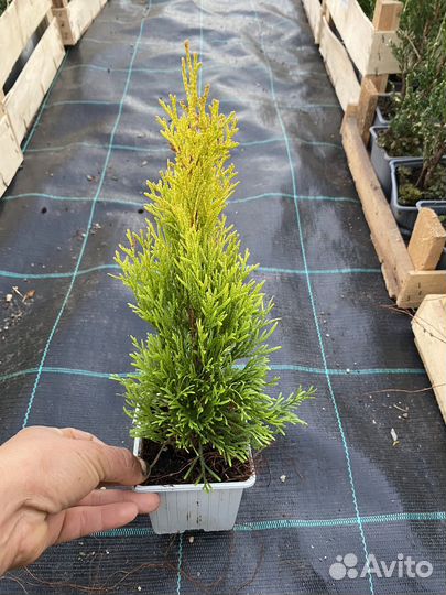 Хвойные растения