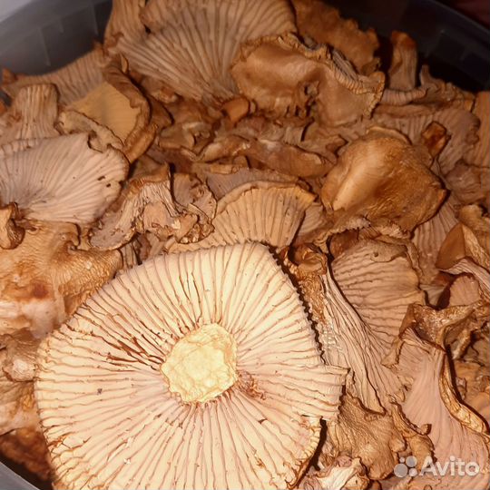 Сушеные грибы лисички