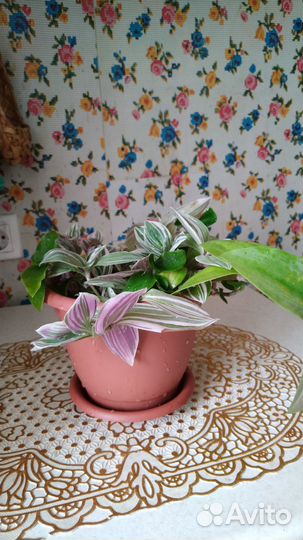 Продам цветы комнатные