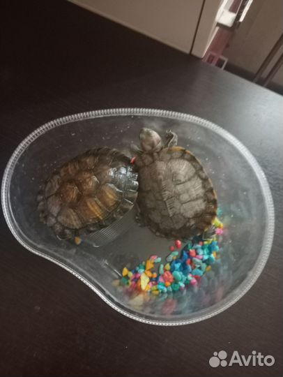 Отдам черепах 2шт