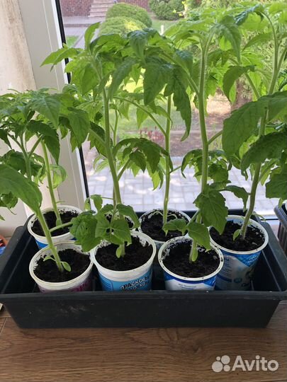 Рассада перцев