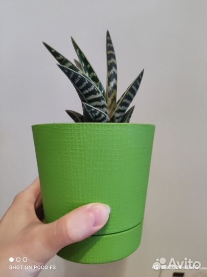 Алоэ Вариегата Пестрое Тигровое Aloe Variegata