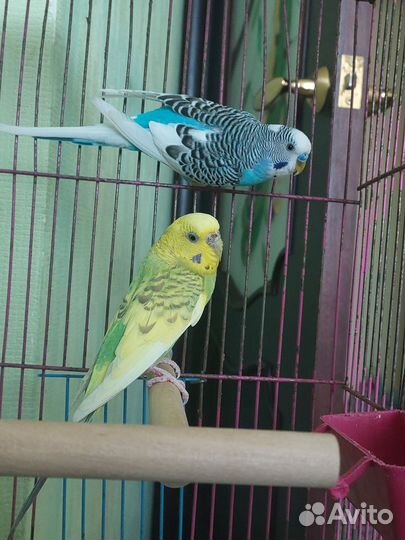 Волнистый попугай с клеткой