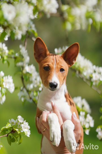 Щенки басенджи