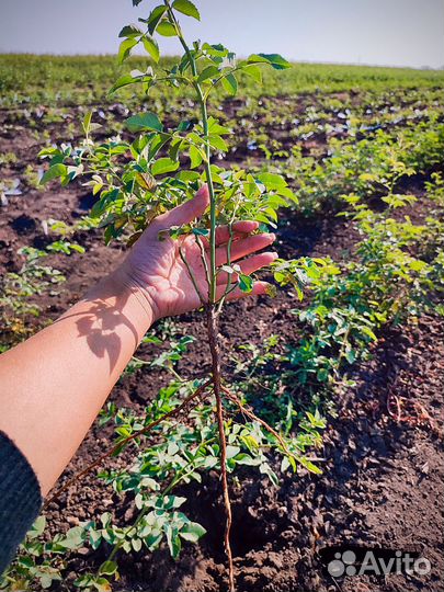 Подвой шиповник от производителя