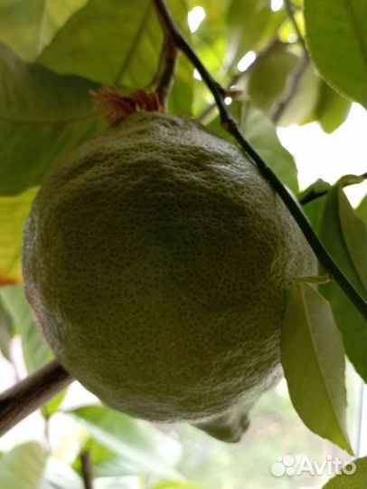 Лимон комнатный