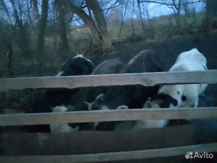 Бычки ферма дом 2 600 000