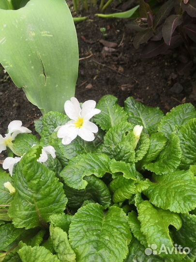 Садовые цветы