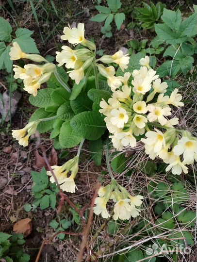 Продам цветы