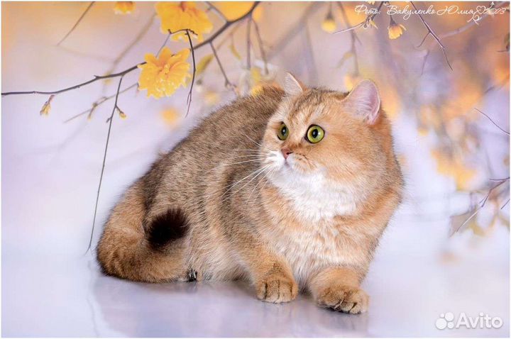 Леди Золотые девочки bri ny11, 25