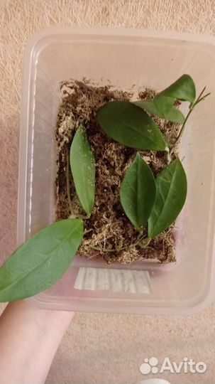 Хойя sweet yellow