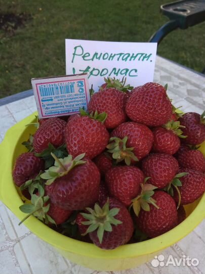 Саженцы клубники Азия,Елизавета-2, Аромас(рассада)