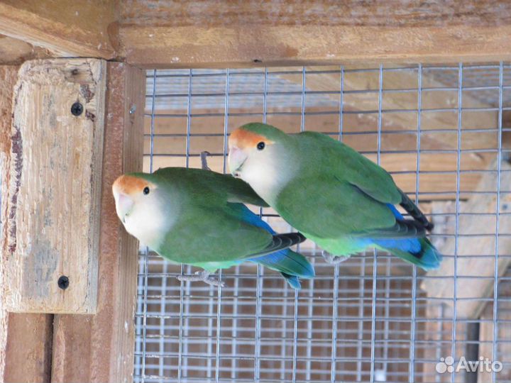 Голубые неразлучники, птенцы