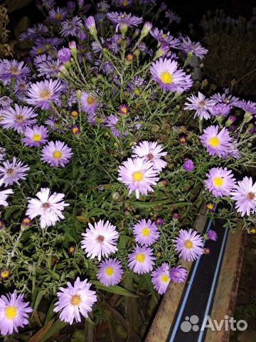 Астра новобельгийская (сентябринка)