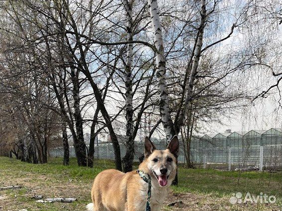 Спокойная взрослая собака мечтает о доме