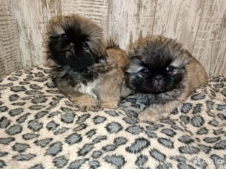 Щенки пекинеса