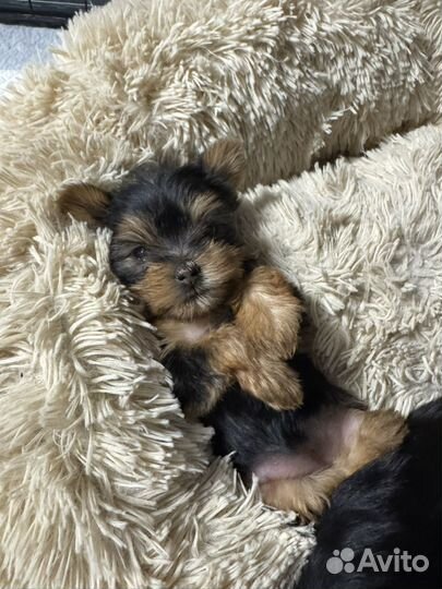 Йоркширский терьер мальчик