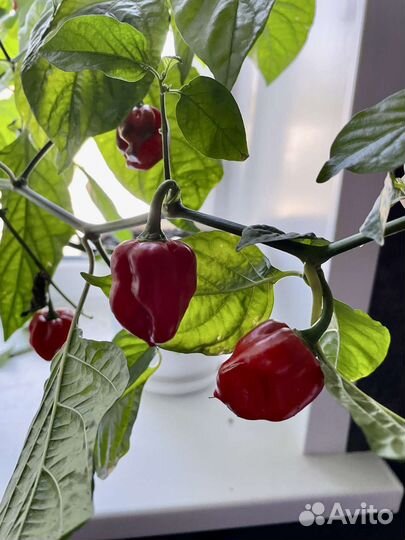 Перец острый хабанеро