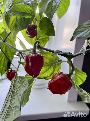 Перец острый хабанеро