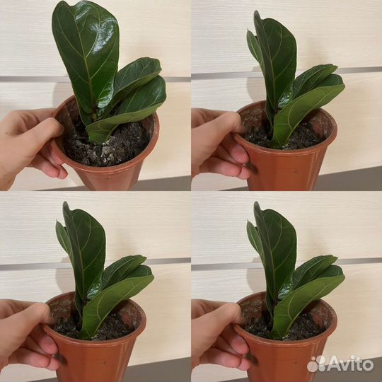 Сансевиерия, комнатные цветы