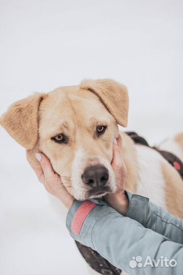 Собака в добрые руки