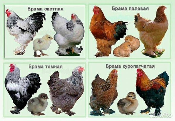 Цыплята Брама