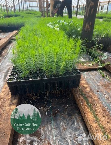 Сеянцы зкс Сосна Ель Лиственница окс Голуб Горн