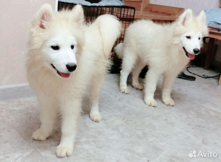 Щенки самоеда