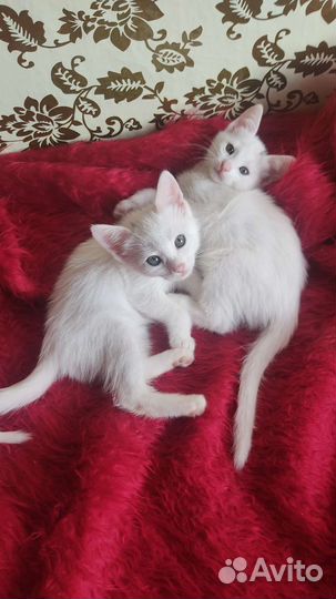 Нежные малышки в добрые руки
