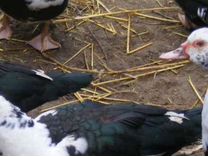 Мускусные утки индоутки индоутята